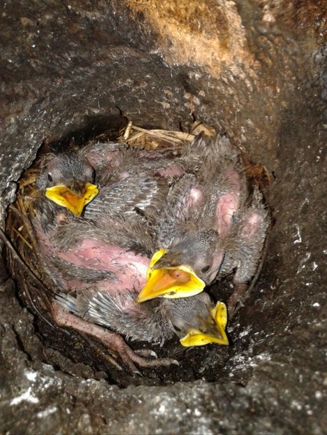  - AAAAAA_CUIB GRAURI 2018_2019_2020_2022_2023