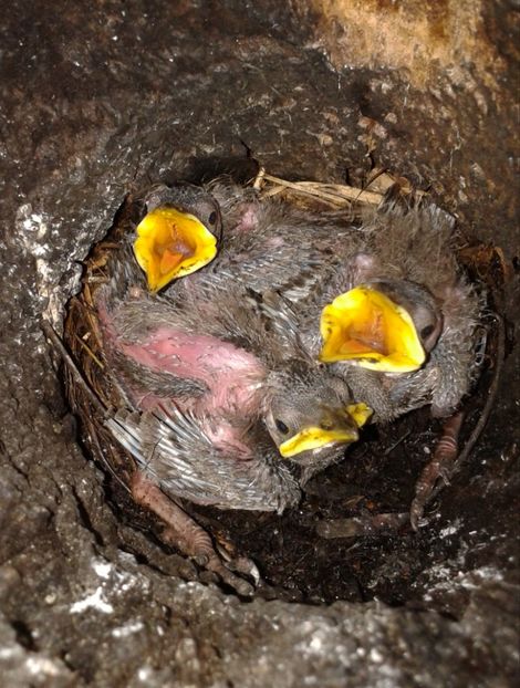  - AAAAAA_CUIB GRAURI 2018_2019_2020_2022_2023