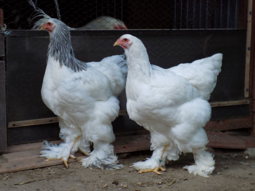  - VIITOR SPERANTE PTR 2020