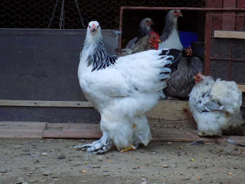  - VIITOR SPERANTE PTR 2020