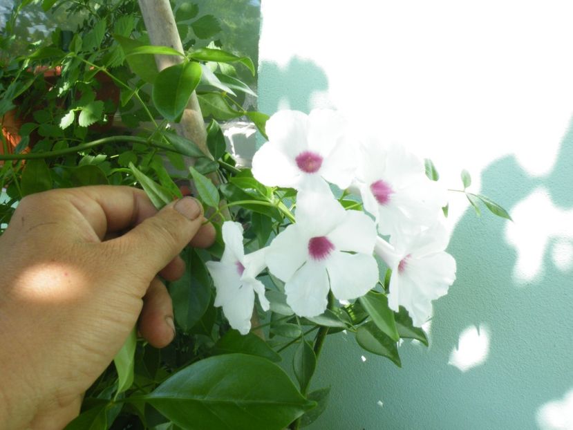 pandorea alba - 2019