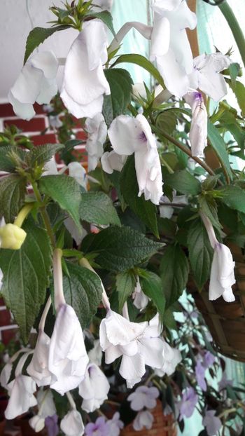 Charity cate ieri era superb astazi este asa - 10 Achimenes 2019