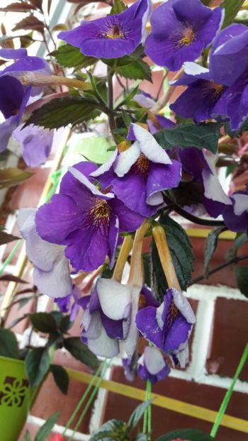 Extravaganza - 10 Achimenes 2019