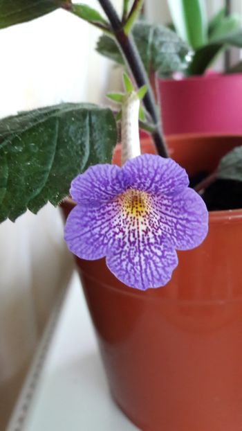 Un ochi pange unul râde Lionheart - 10 Achimenes 2019