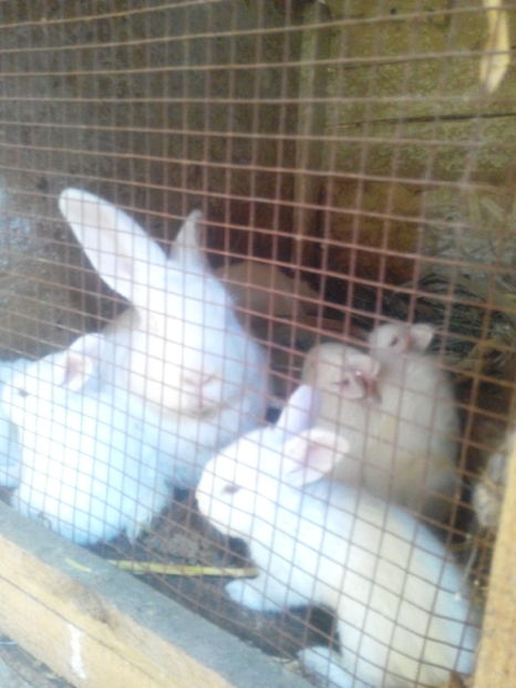  - IEPURI METIS NEO-URIAS