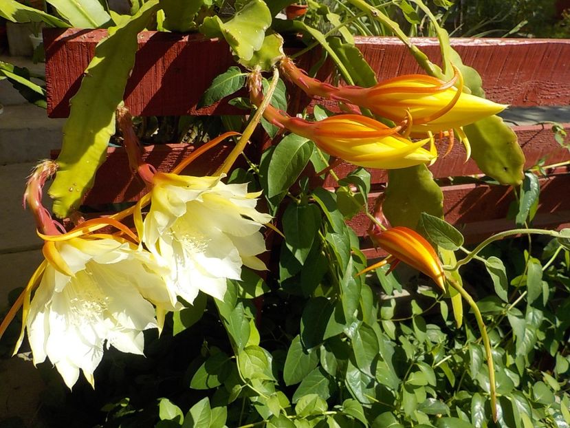  - Genul Epiphyllum