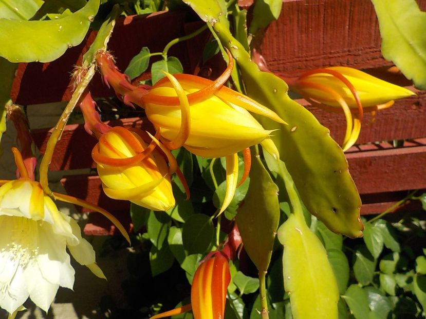  - Genul Epiphyllum