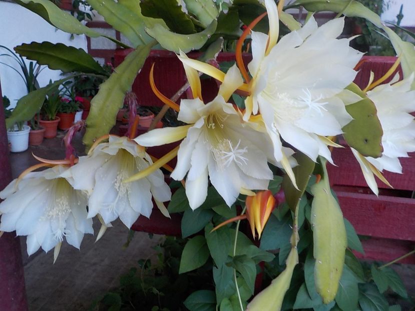  - Genul Epiphyllum