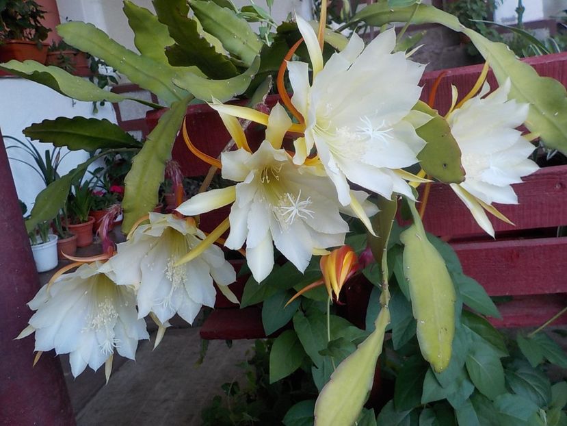  - Genul Epiphyllum