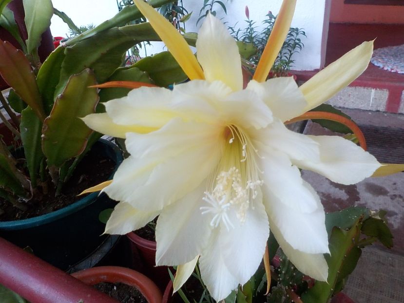  - Genul Epiphyllum