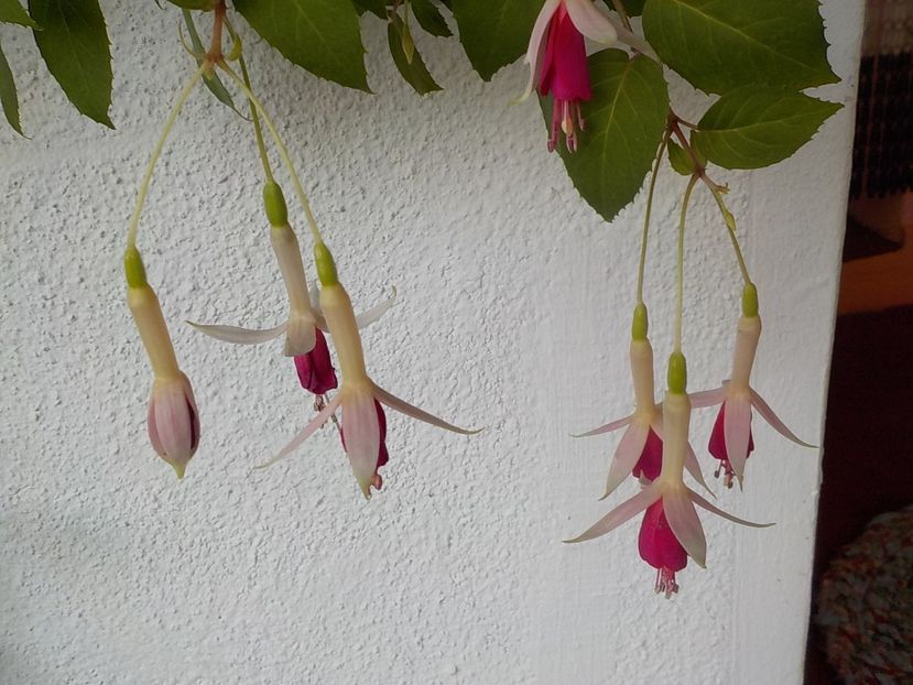  - fuchsii