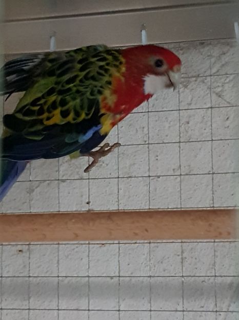  - Rosella