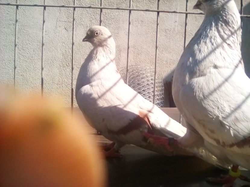  - 1-Argintiu Romanesc