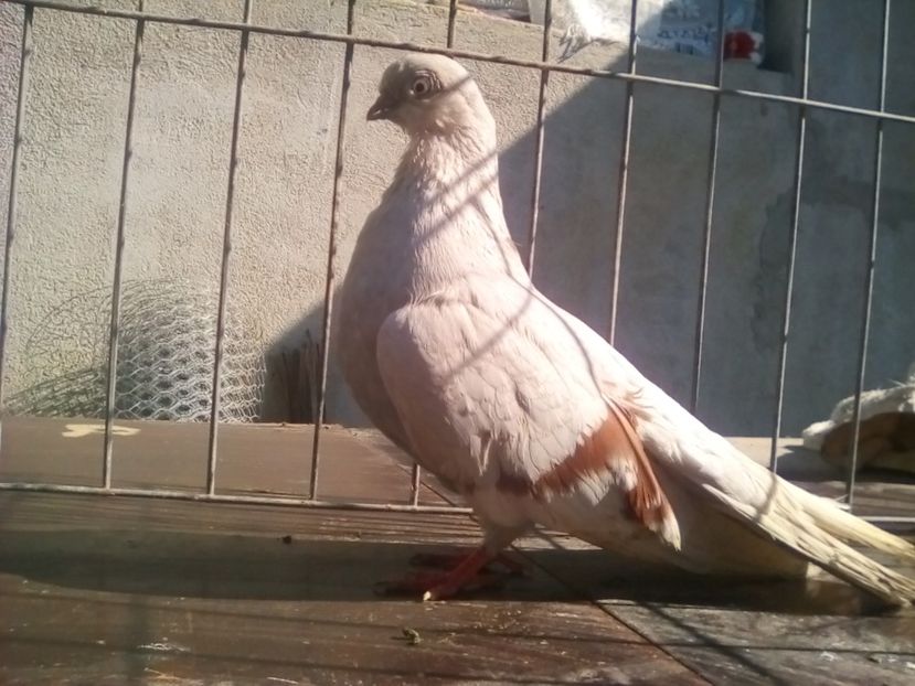  - 1-Argintiu Romanesc