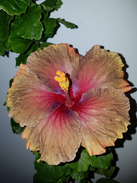  - HIBISCUS 2019