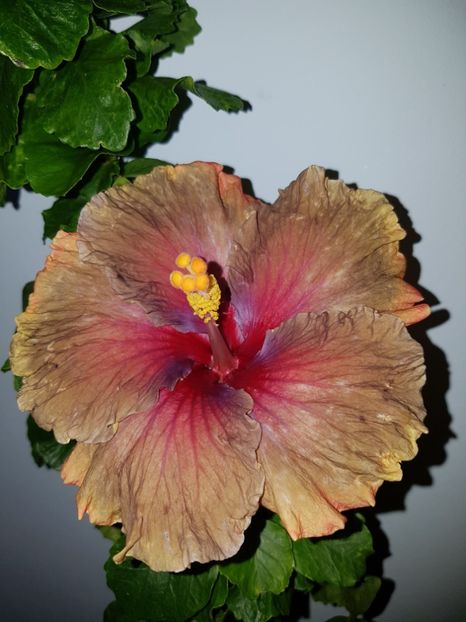  - HIBISCUS 2019