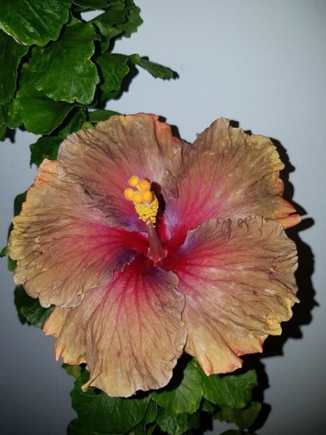  - HIBISCUS 2019