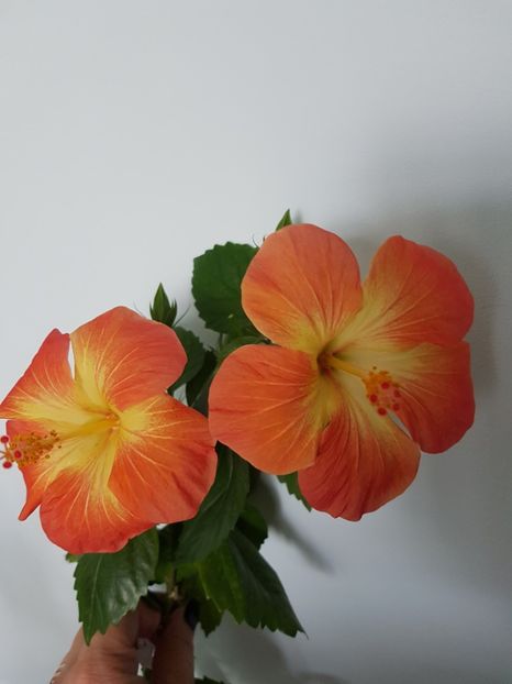  - HIBISCUS 2019