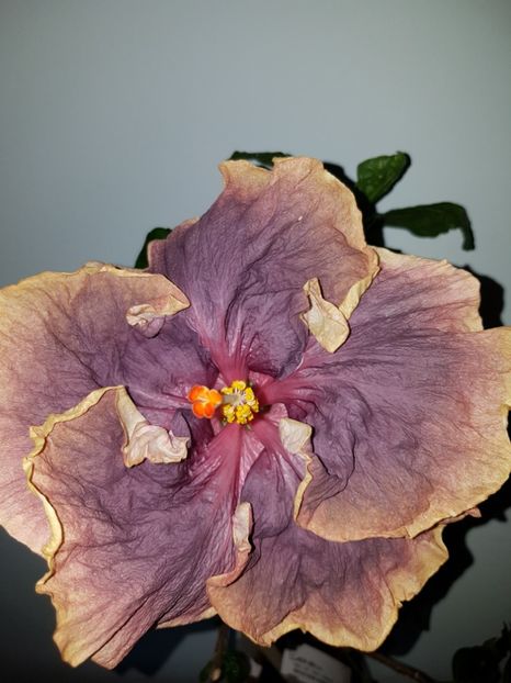  - HIBISCUS 2019