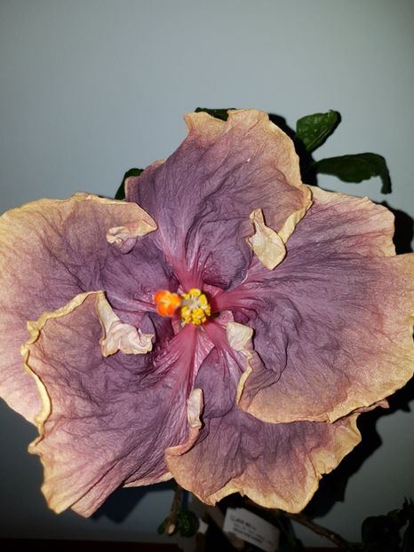  - HIBISCUS 2019