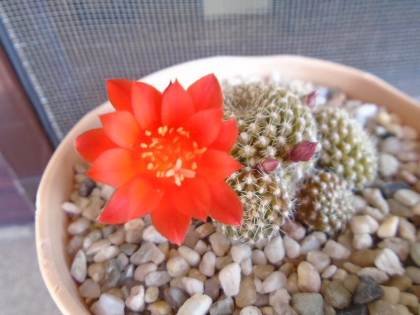 Rebutia krainziana - Cactusi 2019 bis