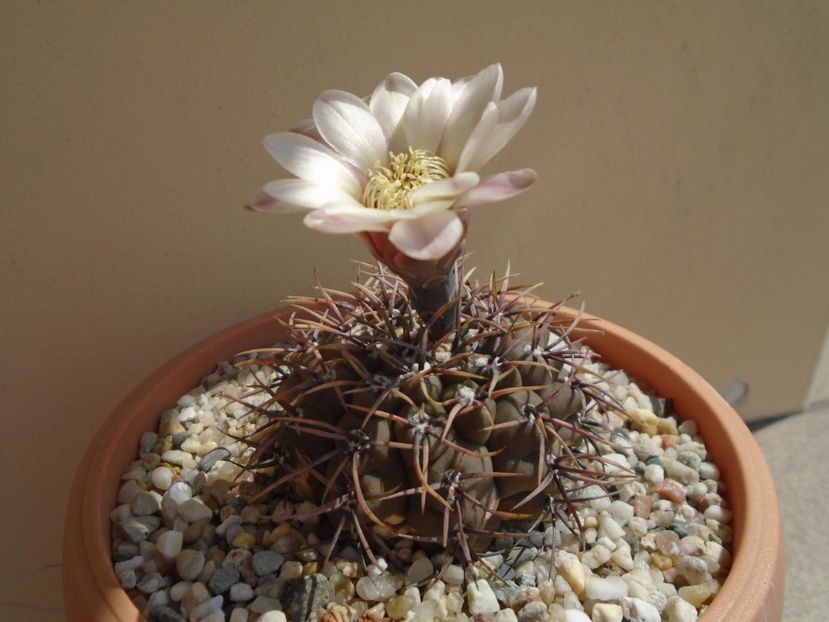 Gymnocalycium ochoterenae v. cinereum - Cactusi 2019 Gymnocalycium