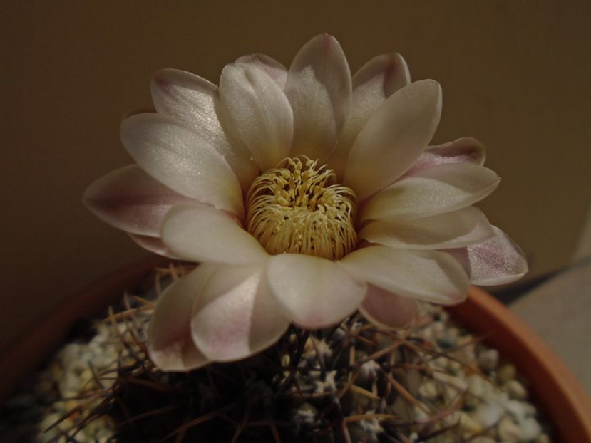 Gymnocalycium ochoterenae v. cinereum - Cactusi 2019 Gymnocalycium