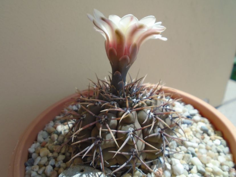 Gymnocalycium ochoterenae v. cinereum - Cactusi 2019 Gymnocalycium