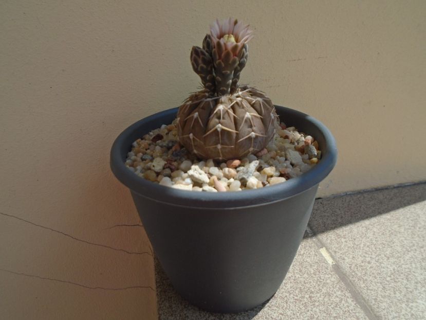 Gymnocalycium stellatum - Cactusi 2019 Gymnocalycium