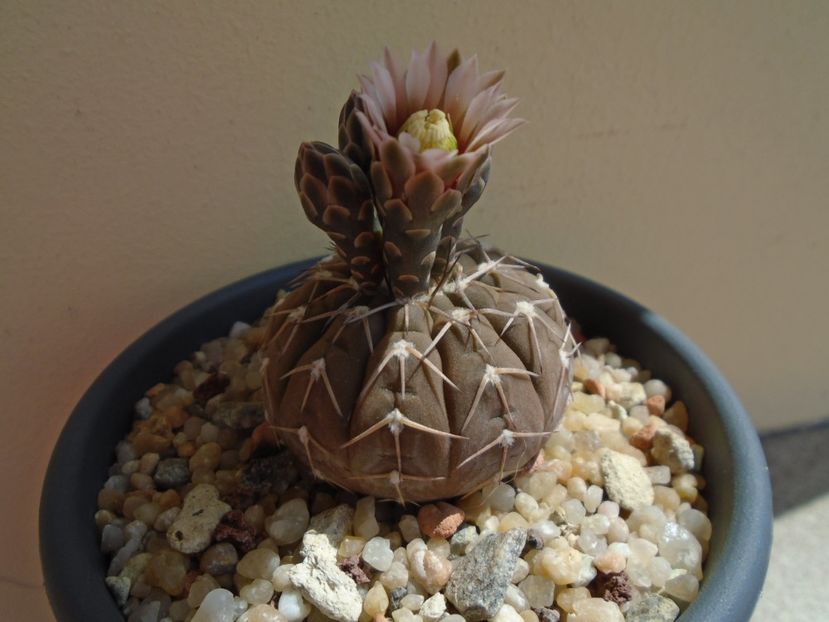 Gymnocalycium stellatum - Cactusi 2019 Gymnocalycium