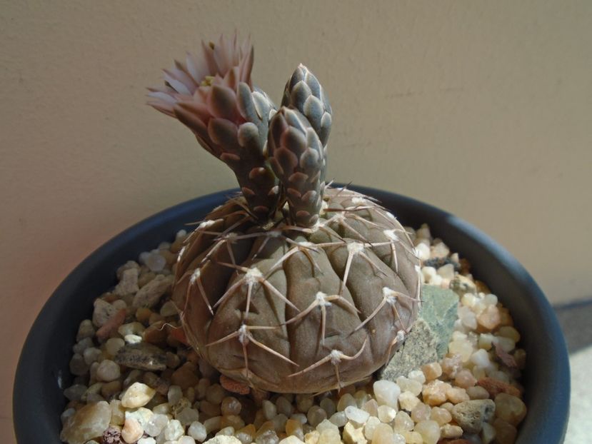 Gymnocalycium stellatum - Cactusi 2019 Gymnocalycium