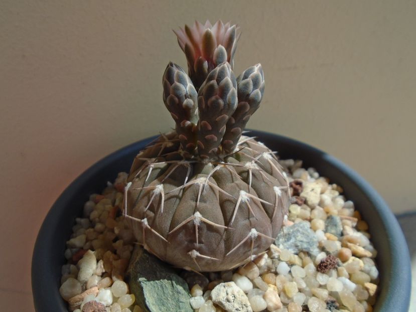 Gymnocalycium stellatum - Cactusi 2019 Gymnocalycium