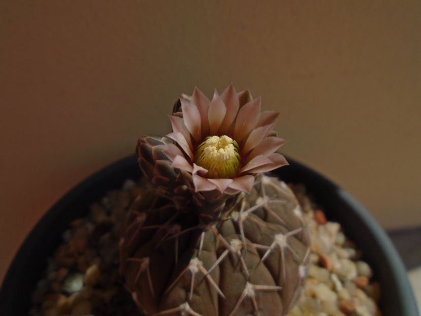 Gymnocalycium stellatum - Cactusi 2019 Gymnocalycium
