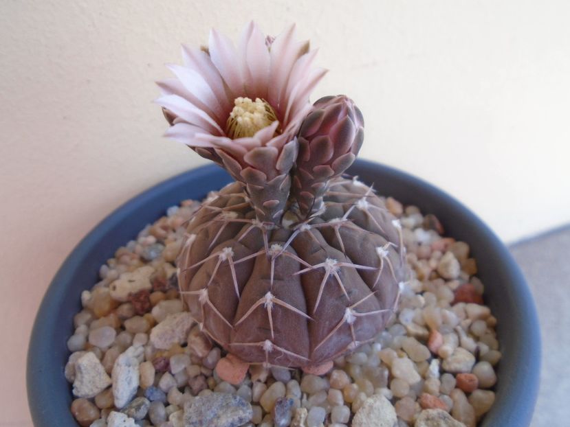 Gymnocalycium stellatum - Cactusi 2019 Gymnocalycium