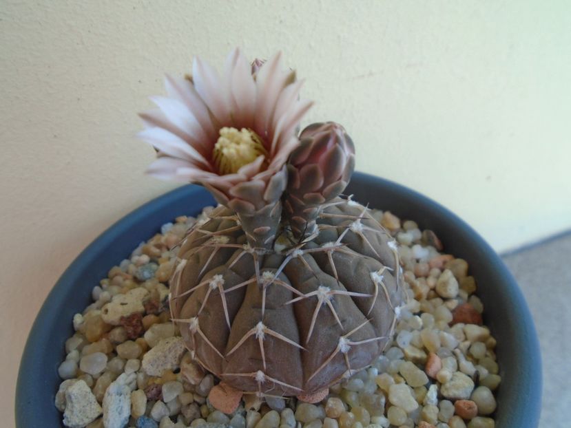 Gymnocalycium stellatum - Cactusi 2019 Gymnocalycium