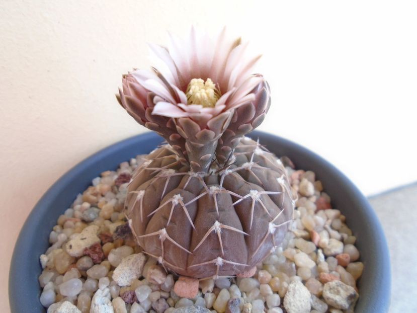 Gymnocalycium stellatum - Cactusi 2019 Gymnocalycium
