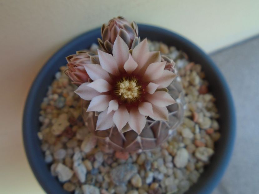 Gymnocalycium stellatum - Cactusi 2019 Gymnocalycium