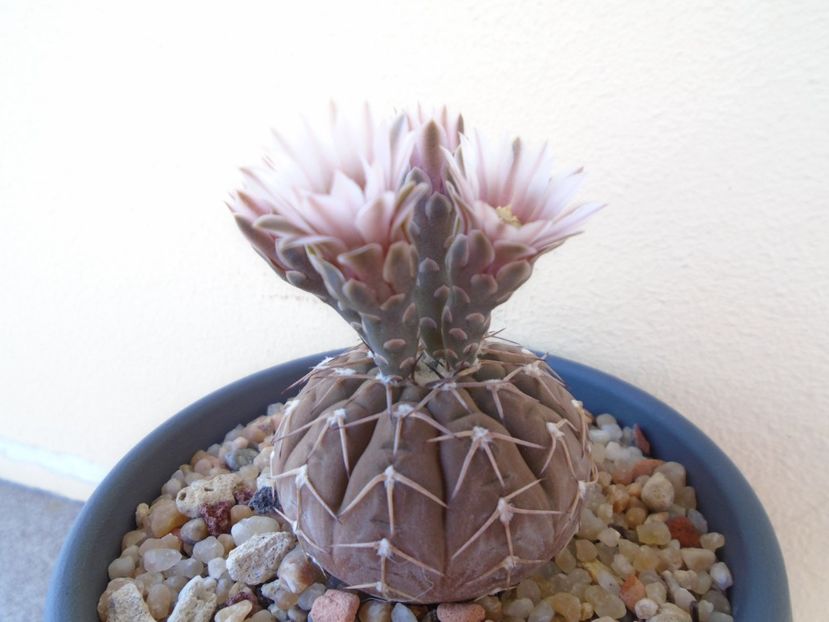Gymnocalycium stellatum - Cactusi 2019 Gymnocalycium
