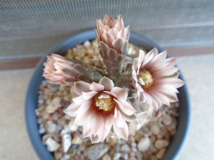 Gymnocalycium stellatum - Cactusi 2019 Gymnocalycium
