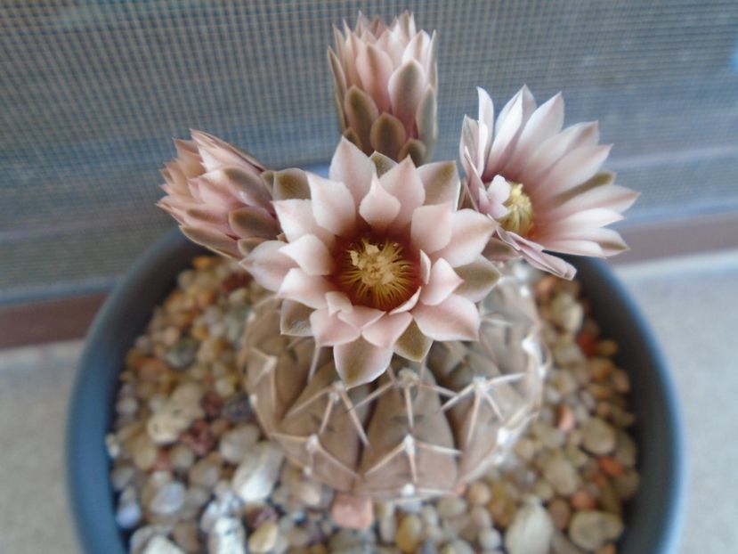Gymnocalycium stellatum - Cactusi 2019 Gymnocalycium