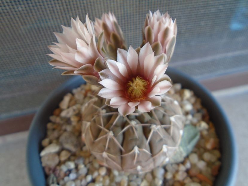 Gymnocalycium stellatum - Cactusi 2019 Gymnocalycium