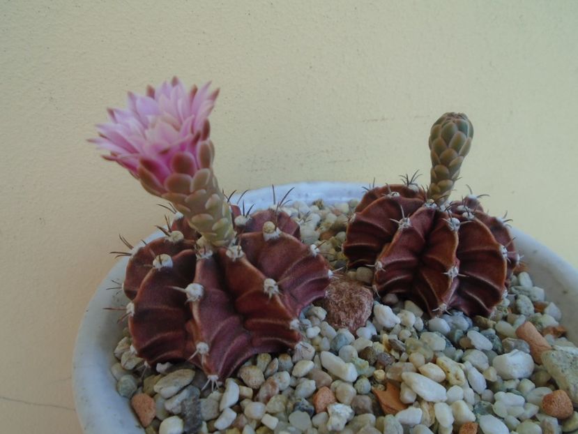 Gymnocalycium friedrichii, 2 ex. - Cactusi 2019 Gymnocalycium