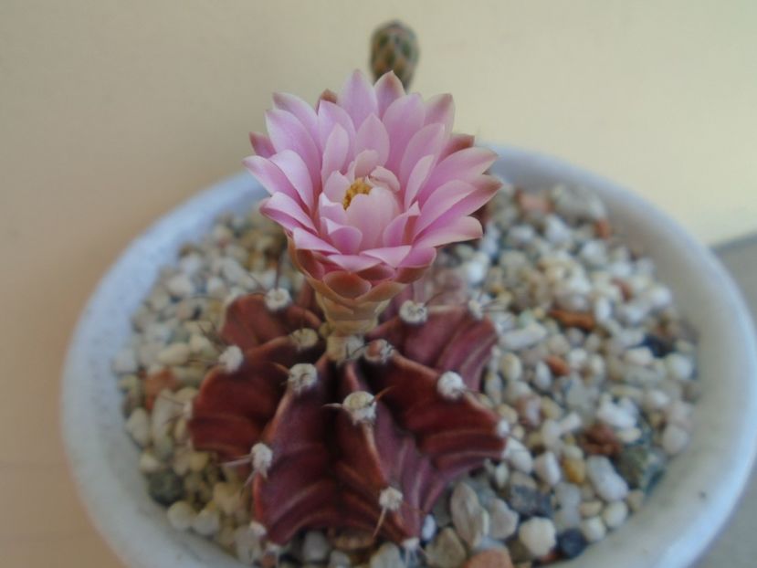 Gymnocalycium friedrichii - Cactusi 2019 Gymnocalycium