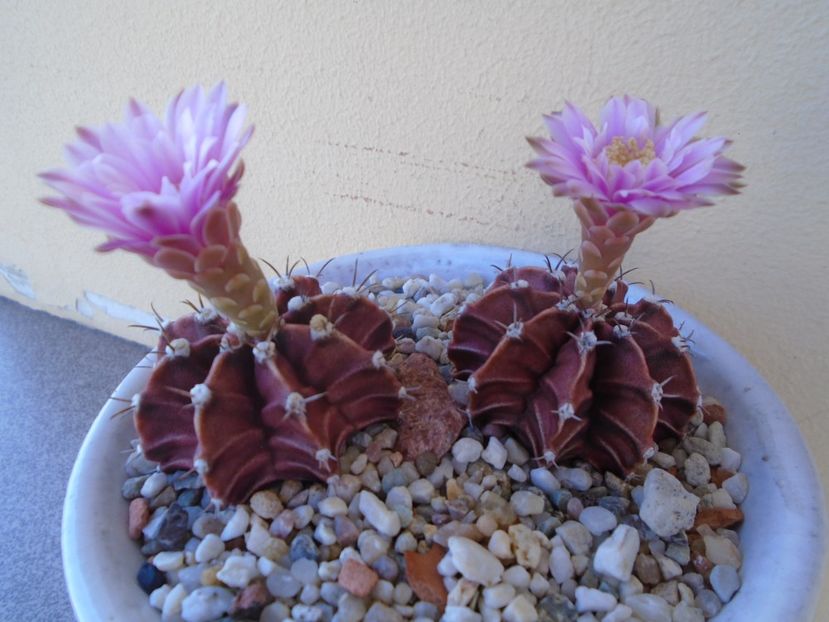 Gymnocalycium friedrichii - Cactusi 2019 Gymnocalycium