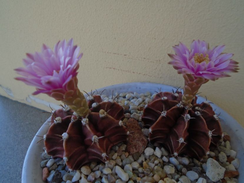 Gymnocalycium friedrichii - Cactusi 2019 Gymnocalycium