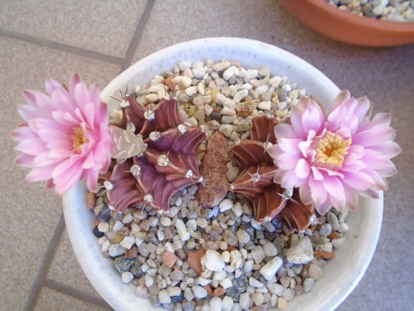 Gymnocalycium friedrichii - Cactusi 2019 Gymnocalycium