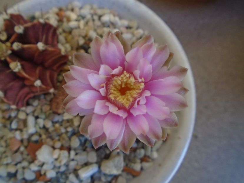 Gymnocalycium friedrichii - Cactusi 2019 Gymnocalycium
