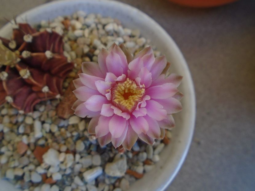 Gymnocalycium friedrichii - Cactusi 2019 Gymnocalycium