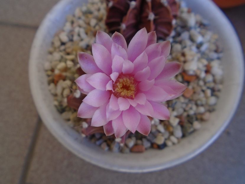 Gymnocalycium friedrichii - Cactusi 2019 Gymnocalycium