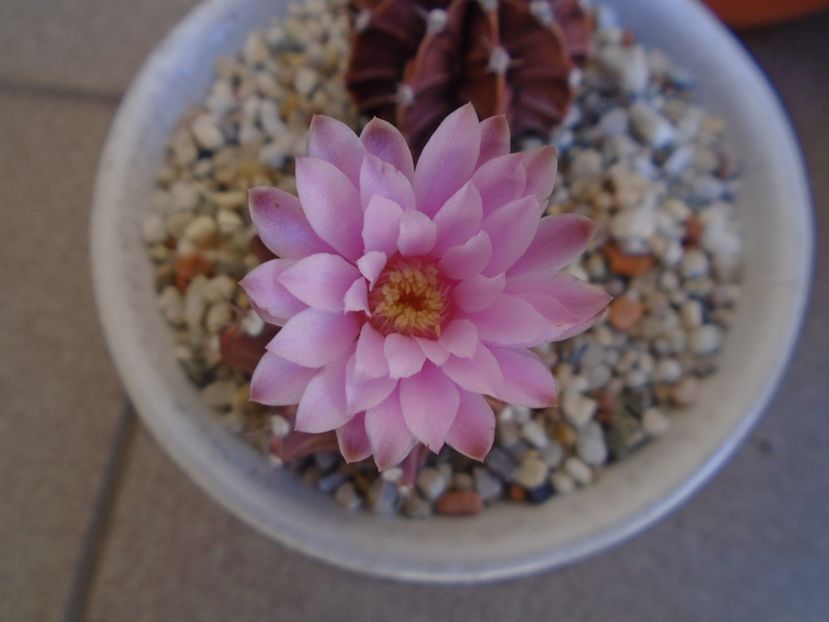 Gymnocalycium friedrichii - Cactusi 2019 Gymnocalycium